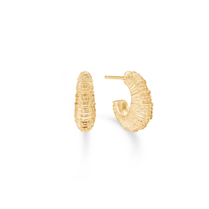 Studio Z Seashell Secrets vergoldete Ohrringe im gewellten Muscheldesign, Modell 7210907-1.