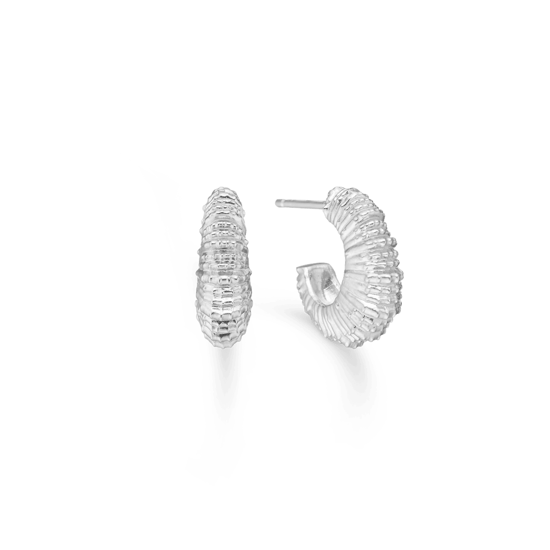 Studio Z Seashell Secrets Silberohrringe mittel mit eleganter gerippter Muschelstruktur, Modell 7110907-1.