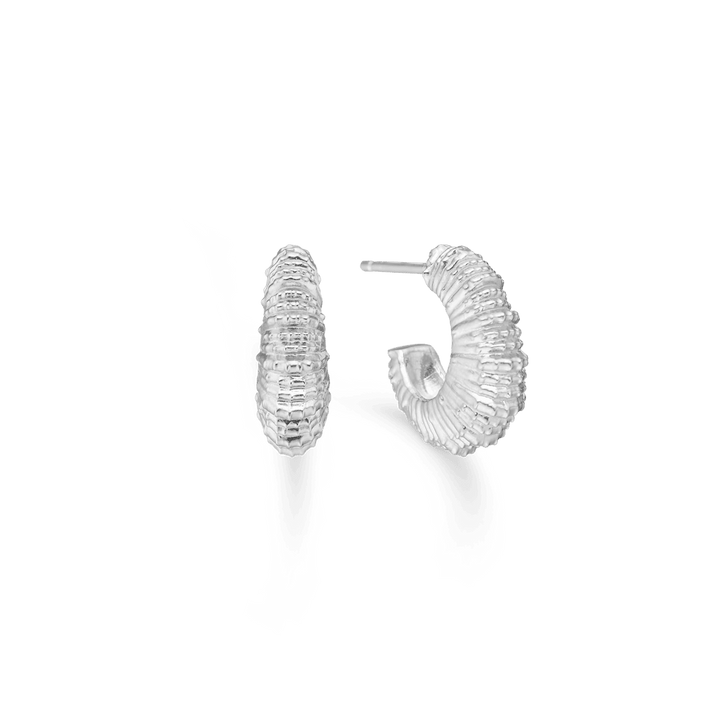 Studio Z Seashell Secrets Silberohrringe mittel mit eleganter gerippter Muschelstruktur, Modell 7110907-1.